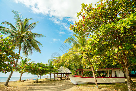 槭树科流浪癖海岸小屋哥斯达黎加PlayaTarcoles海滩背景