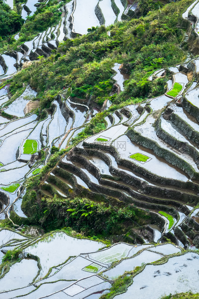 地球在菲律宾伊富果省巴努埃Ifugao的水中以天空色彩多的反射方式对稻田梯进行惊人的抽象提炼景观越南图片