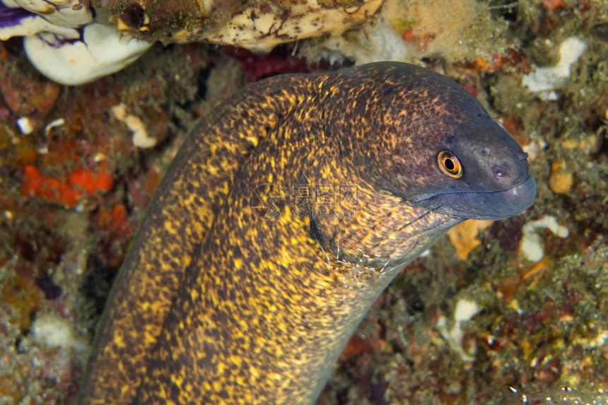 生物活与清洁虾MorayEelGymnothoraxjavanicus共生虾PalaemonidaeLembeh北苏拉威西印度尼图片