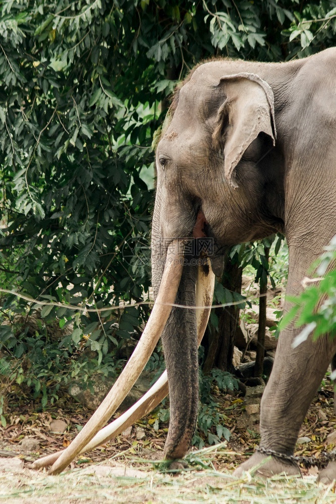 亚洲大象长牙的亚洲大象男叉子是被发展成更大可以用作和杠杆物体的尖牙用过杠杆作发达图片