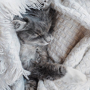 培育可爱灰色毛绒小猫轻睡在白色的面纱上美丽苍白风毛小猫轻睡着一种眠图片