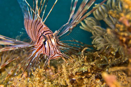 潜水苏拉威西栖息地环境高清图片