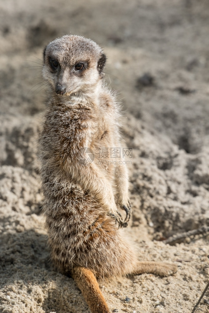 浓度苏里卡塔Meerkat常备警卫肖像图片