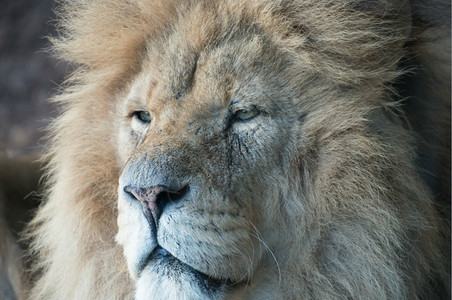 毛茸的猎人雄狮子宏伟肖像猫图片