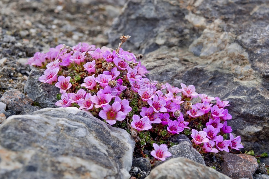 PurplesaxifrageSaxifragaoppositifoliaPetuniabuktaBillefjord北极斯匹次图片