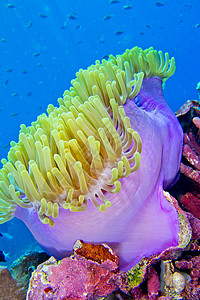 里特海葵水下海洋生物高清图片