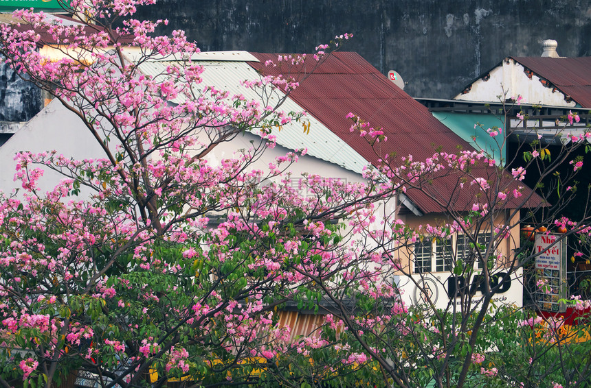 2019年西贡市Tabebuia玫瑰花季粉红色朵盛开的在越南一连排老房子上登着美丽的封面自然越南的塔贝布亚图片