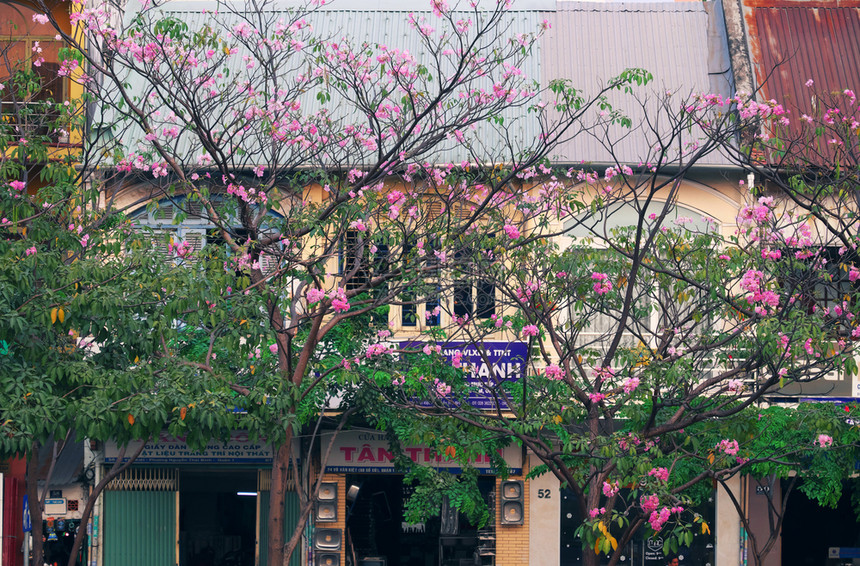 建筑学明赫场景2019年西贡市Tabebuia玫瑰花季粉红色朵盛开的在越南一连排老房子上登着美丽的封面图片