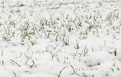 谷物在风云多的天气田地最后一场雪被覆盖的绿色小麦在冬季发芽中喷近距离拍摄了雪中田间小麦芽的浅深度吃播种背景图片