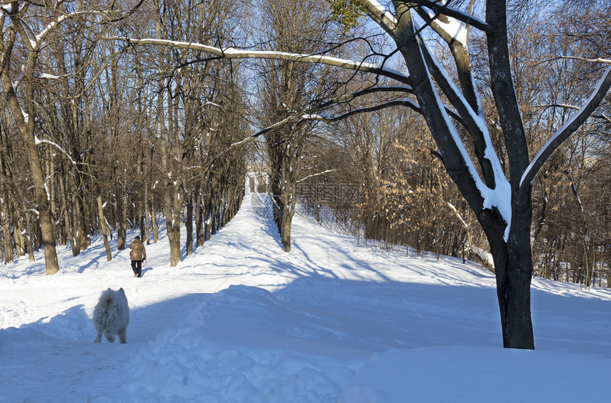 户外晴天森林在阳光明媚的天与蓝对面的一个城市公园小巷男人和他的狗去雪中一个城市公园的徒步小巷面对蓝天背景图片