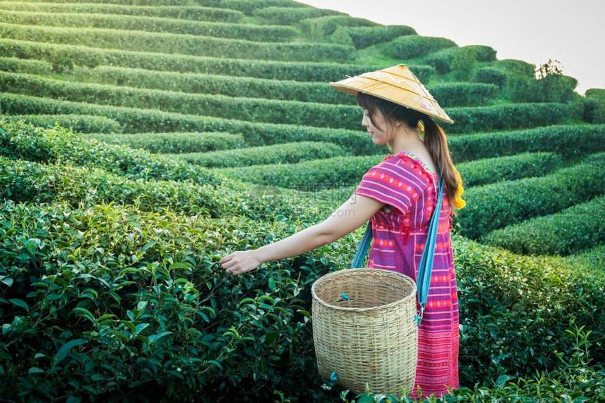 农业当地山区部落妇女晚上在山举着青绿茶叶在泰国农林种植园DoiMaeSaleSalongFahLuangChangRai的日落光图片