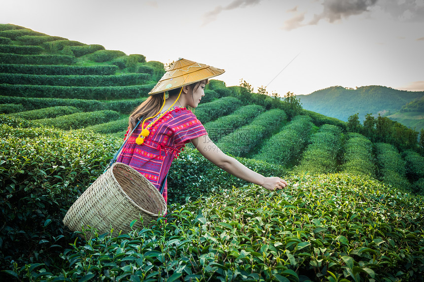 乡村的场地当山区部落妇女晚上在山举着青绿茶叶在泰国农林种植园DoiMaeSaleSalongFahLuangChangRai的日图片