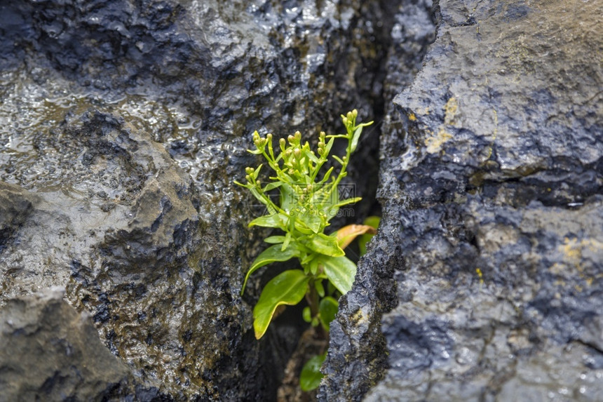 路吸引力爱尔兰克雷县Burren号的石块之间植物天图片