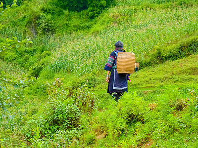 植物木头少数民族越南北山SapaChapa附近的老挝稻田越南泰图片