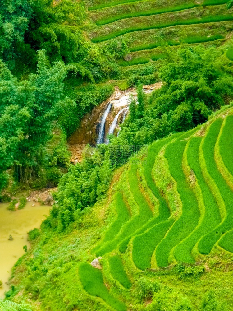 种族的爬坡道农场越南北山SapaChapa附近的老挝稻田越南泰图片