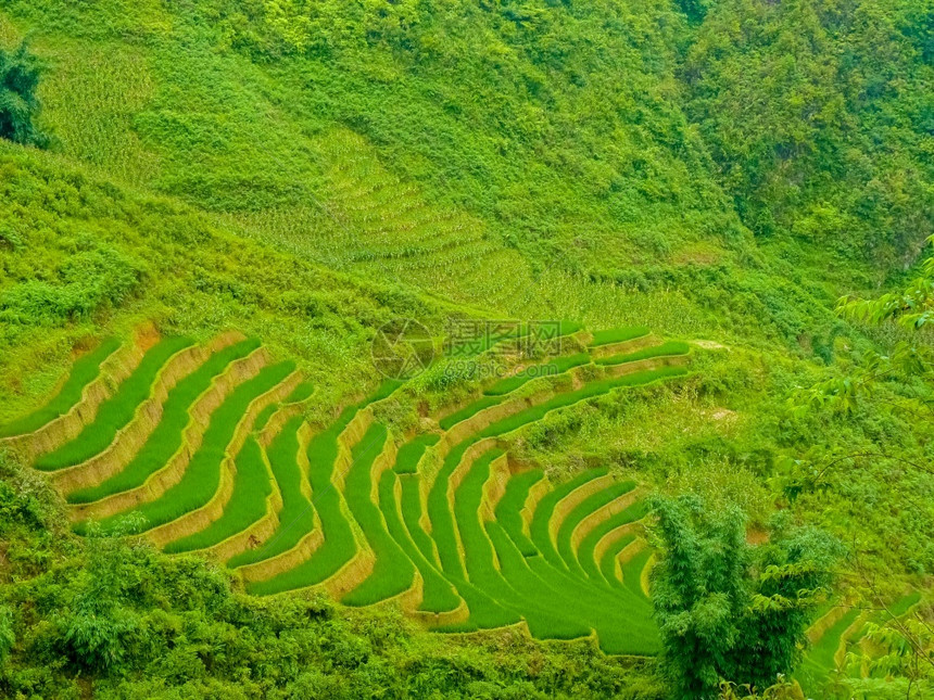 越南北山SapaChapa附近的老挝稻田越南泰文化农业屋图片