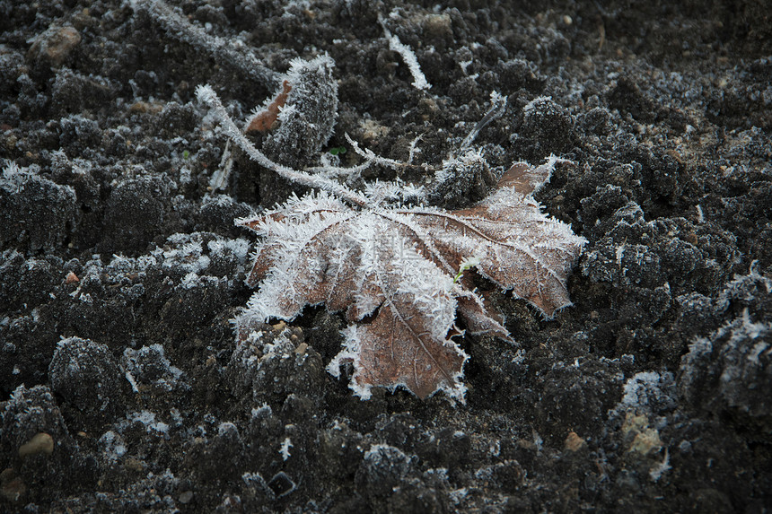 尺寸户外晚的水平图像在寒冷的秋天被冰晶覆盖的绿草丛中以棕色的褐封冻梅叶田地浅深水平图案图片