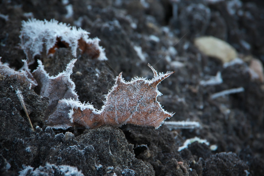 状态水平图像在寒冷的秋天被冰晶覆盖的绿草丛中以棕色的褐封冻梅叶田地浅深水平图案重点户外图片