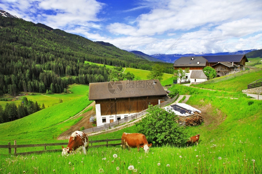 草奥地利多洛米人阿尔卑斯山的绿地意大利北部ValdiFunes牧场上有小村庄和奶牛草原图片