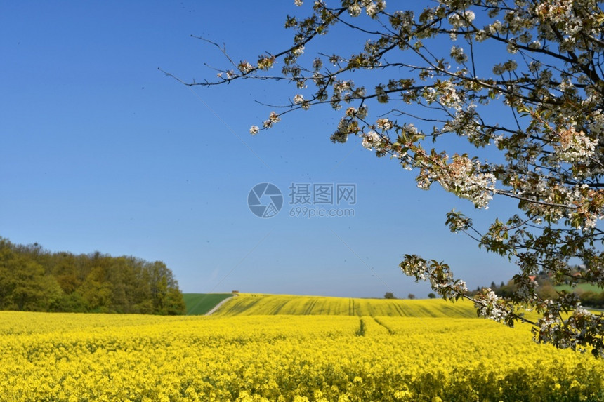 拖拉机农场黄花田地面道路和美丽的山谷自然春景巴西小便布列卡午睡是金黄色开花田地道和美丽的山谷大自然春天风景绽放图片