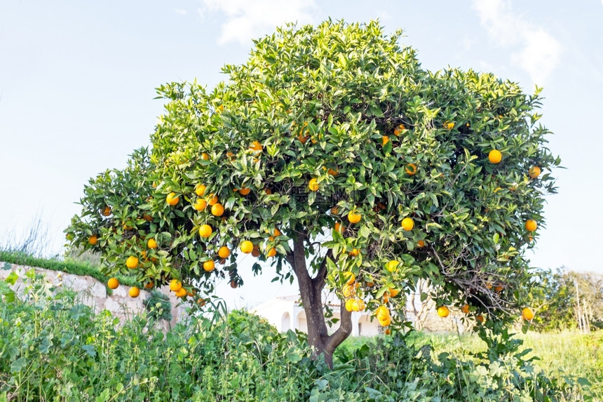 丰富葡萄牙乡下橙树位于葡萄牙栽培的修剪图片