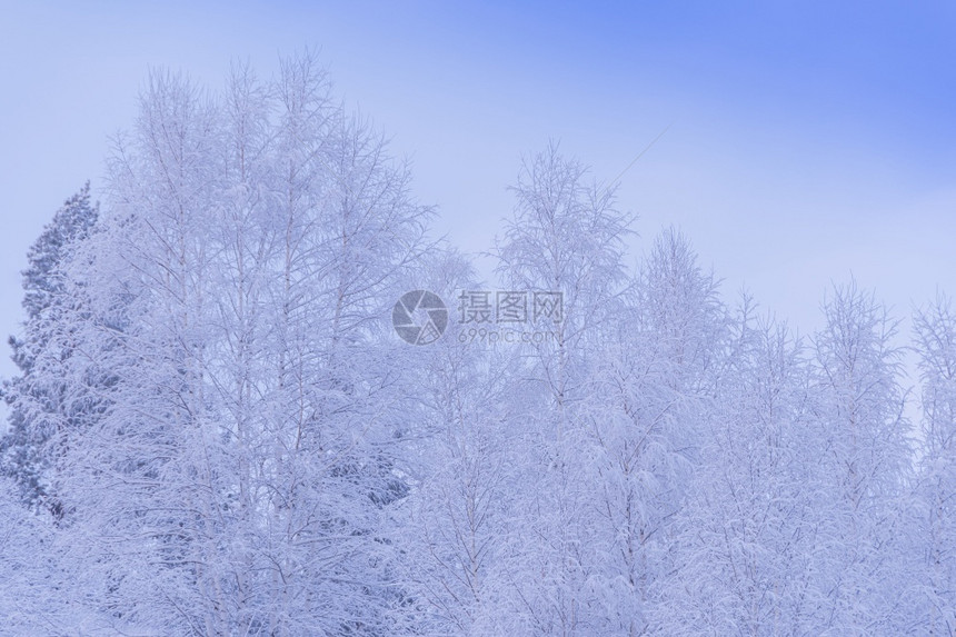 天气蓝色的清晨在温柔粉色烟雾中雪树冬季森林里有雪树枝上霜场景图片