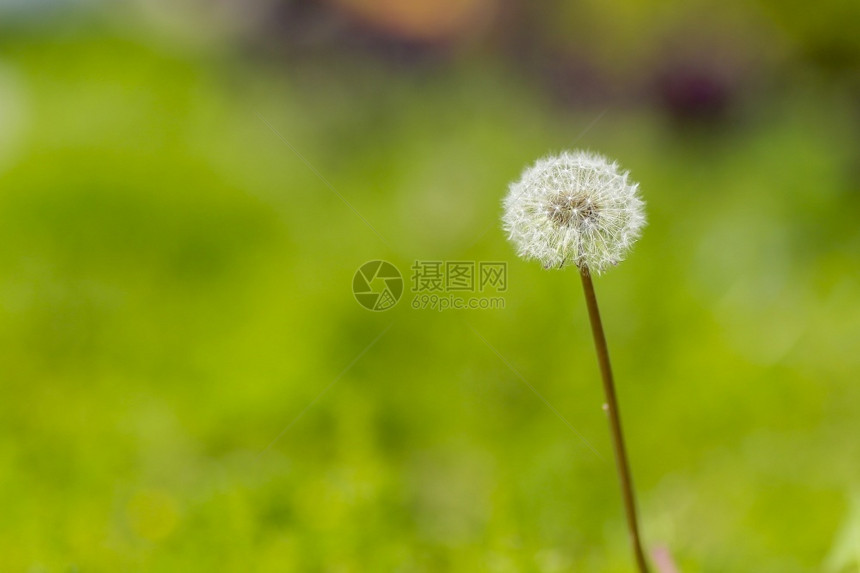 花的后代复制当他们把乡村最迷人的植物吹走时他们的魔法大粉碎成无数亿万年前图片