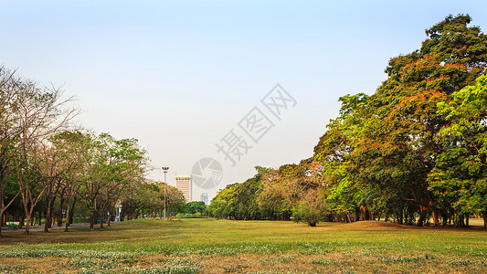 黄昏日落时蓝天的公园绿色自然草地树图片