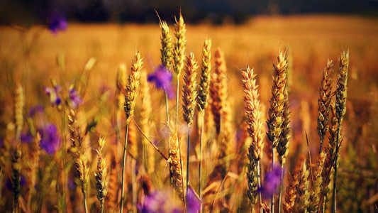 日落时收割有谷物的田地在金麦上切开景观小麦旅游图片