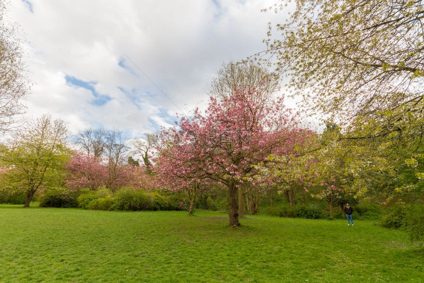 植物吠一个男人在纽卡斯尔的JesmondDene公园游荡在一个美丽的春天下午在开花的Kwanzan樱桃树之间木图片