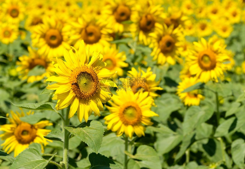 自然圆圈花蜜美丽的向日葵和小蜜蜂在花岗公园的小蜜蜂在乡下花田附近的园复制空间的前视线图片