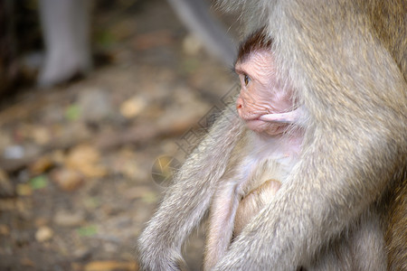 生活女亚洲猴子宝喂奶向前看展示爱的纽带有写作空间图片