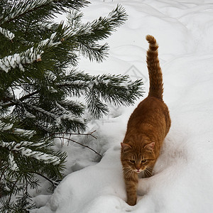 走在雪地里的猫咪图片