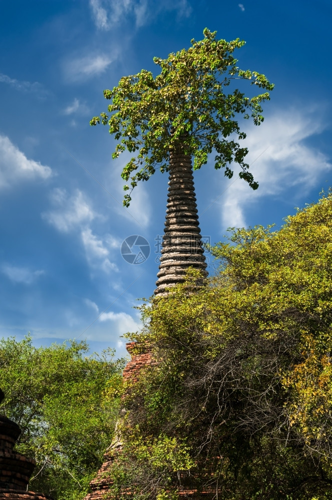大城府古老的废墟在蓝色天空下生长树木泰国旅行地貌和目的Ayutthaya岛景观笏图片
