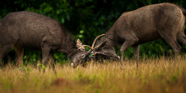 高亚伊公园季节在草原上战斗的公鹿三巴教科文组织泰国世界遗产地户外点自然背景图片