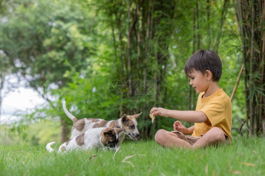 在草地上和小狗玩耍的小男孩图片