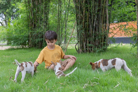 可爱的小男孩在草地上和小狗玩耍图片