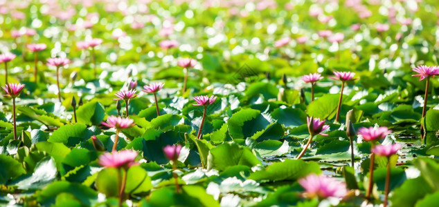 景观舒适亚洲热带池塘上的粉红水百合花背景中的明亮布基有选择焦点图片