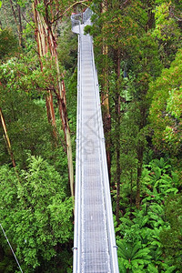 荒野天山毛榉钢走道OtwayFly在热带雨林中高达30米大洋路澳利亚图片