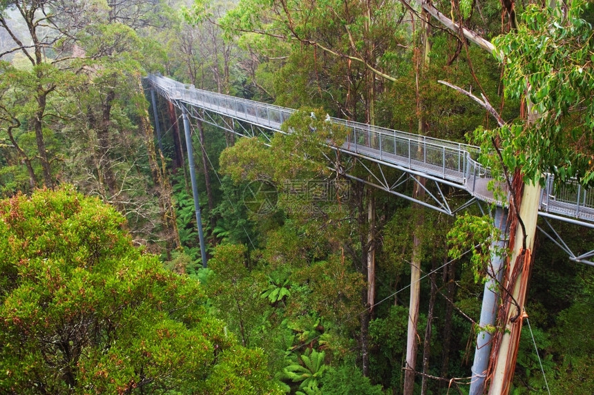 澳大利亚洋路雨林中钢铁步行道OtwayFly距离地面30米澳大利亚洋路树木旅游叶图片