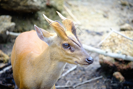 优美泰国露天动物园的鹿头太阳清晨驯鹿国民图片