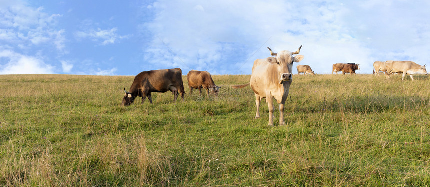 一群牛吃着喀尔巴阡山顶的青绿多汁草地与蓝天相对空是蓝色的有浅白云一大批牛在山丘上的青草原放牧乡村的宁静高山图片