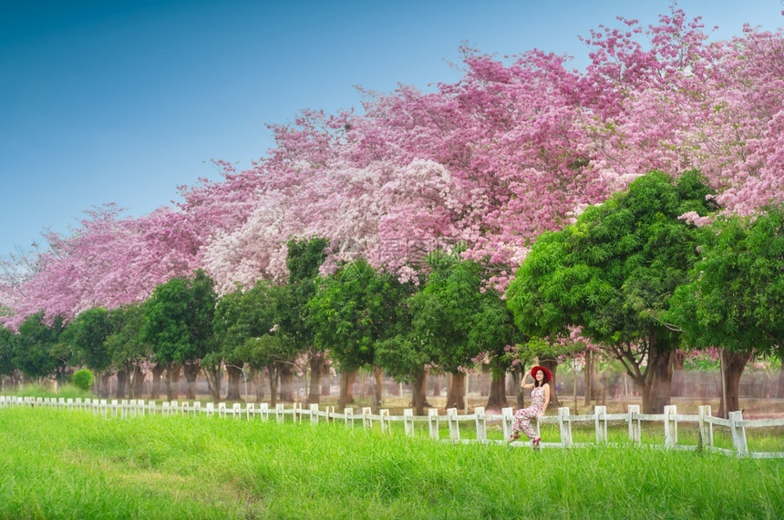 成人美丽的自然女穿着她的衣服坐在白木栅栏上一连排树木后面开着粉红色花朵Trumpet树粉红色科学名称TabebuiaRosea在图片