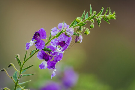 蓝色的蜜蜂小乌龟花朵是一美丽的花紫色和白都有两个高清图片