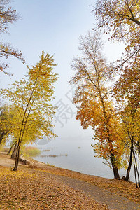 秋天在乌克兰基辅Obolon区Dniper河岸的Maple和poplar质地石头复制木头高清图片素材