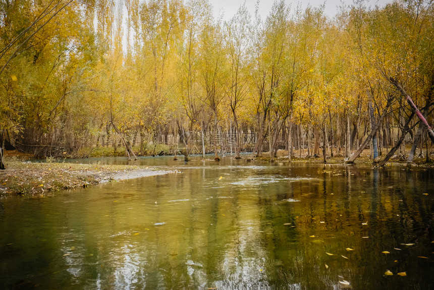 斯卡都巴基坦SkarduGilgitBaltistan秋天风景观在黄树林中轻流过黄叶林反射到水中金的树木图片