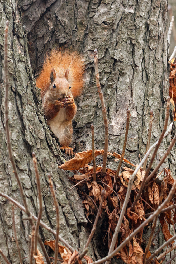 持有快速地尾巴一只毛松鼠舒适地坐在秋天公园枯叶旁的一棵树上在秋天公园中舒服地坐落在一片枯叶附近的棵树上并咬胡桃它将放在其爪子里用图片