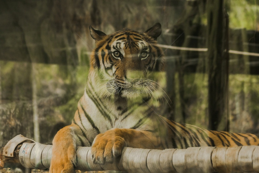 森林一种凝视老虎的眼神令人惊恐虎眼的睛虎的神是所有野兽中最明亮的图片