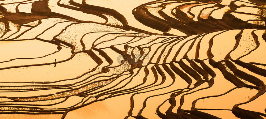 抽象的在教科文组织世界遗产地Duoyishu水稻梯田的农民和一群鹅日出时YiyangRiceTraces教科文组织世界遗产地点高图片