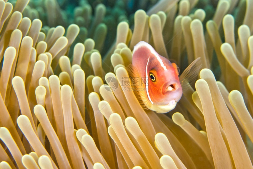 环境热带潜艇PinkAnemonefishAmphiprionperideraionMagnificentSeaanemoneR图片